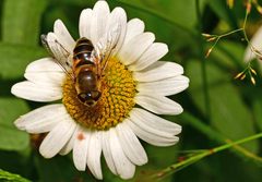 Eristalis similis