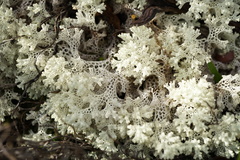 Pulchrocladia ferdinandii