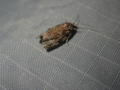 Phaecasiophora confixana