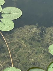 Ceratophyllaceae
