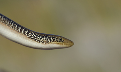 Ophisaurus compressus