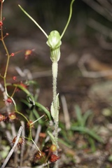 Pterostylis echinulata