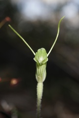 Pterostylis echinulata