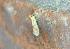 Otiocerus coquebertii