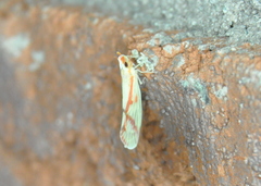 Otiocerus coquebertii