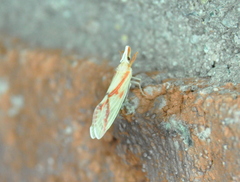 Otiocerus coquebertii