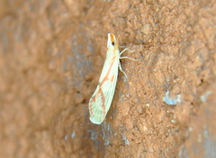 Otiocerus coquebertii
