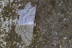 Scopula incanata