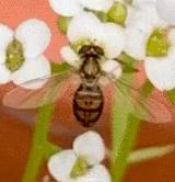 Toxomerus marginatus