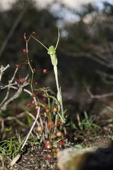 Pterostylis echinulata
