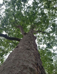 Platanus