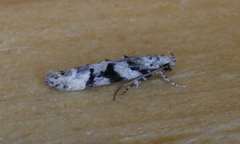 Coleotechnites atrupictella