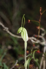 Pterostylis echinulata
