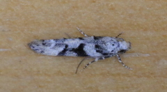 Coleotechnites atrupictella