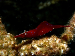 Heptacarpus franciscanus