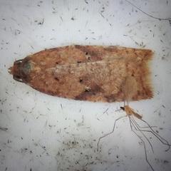 Acleris notana