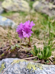 Primula glutinosa