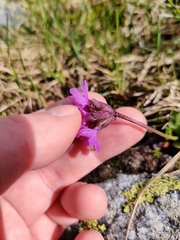Primula glutinosa