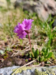 Primula glutinosa