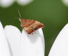 Choreutis pariana
