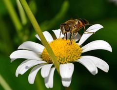 Eristalis similis
