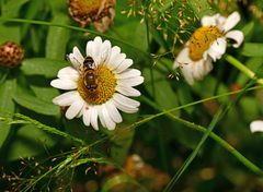 Eristalis similis