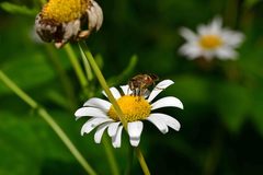 Eristalis similis