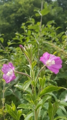Epilobium hirsutum