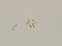Dictyosphaerium