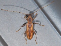 Curius dentatus