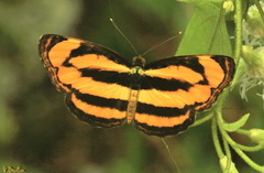 Pantoporia paraka