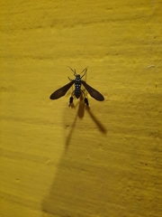 Horama plumipes