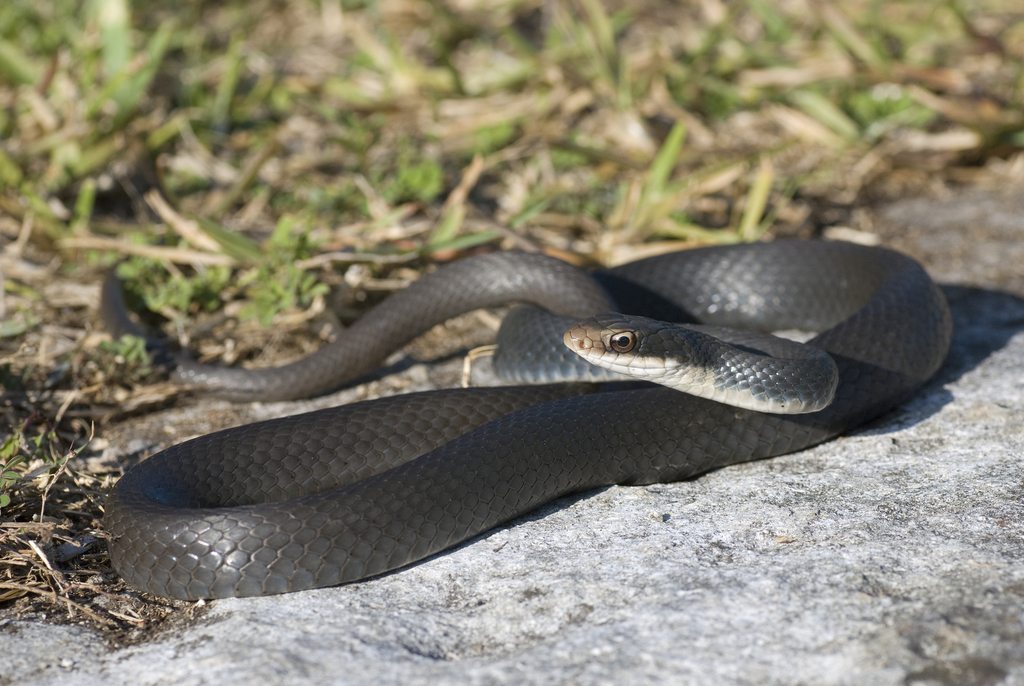 Corredora-azul (subespécie Coluber constrictor foxii) · BioDiversity4All