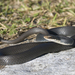 Coluber constrictor - Photo (c) Josh Vandermeulen, μερικά δικαιώματα διατηρούνται (CC BY-NC-ND), uploaded by Josh Vandermeulen