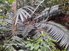Ceratozamia