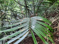 Ceratozamia