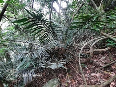 Ceratozamia