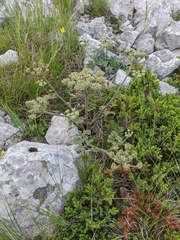 Heracleum ligusticifolium