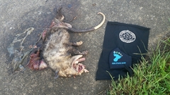 Didelphis marsupialis