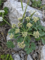 Heracleum ligusticifolium