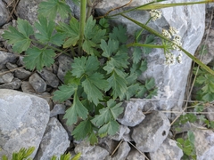Heracleum ligusticifolium