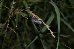 Zygaena angelicae