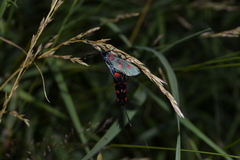 Zygaena angelicae