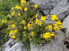 Helianthemum oelandicum orientale