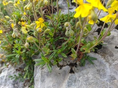 Helianthemum oelandicum orientale