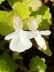 Teucrium pyrenaicum