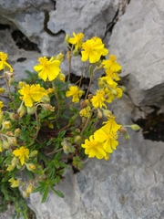 Helianthemum oelandicum orientale