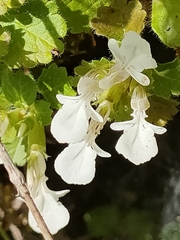 Teucrium pyrenaicum