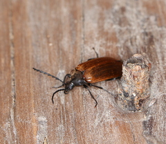 Pseudocistela ceramboides