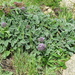 California Phacelia - Photo (c) Krissa Klein, some rights reserved (CC BY-NC), uploaded by Krissa Klein